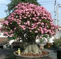 Adenium obesum